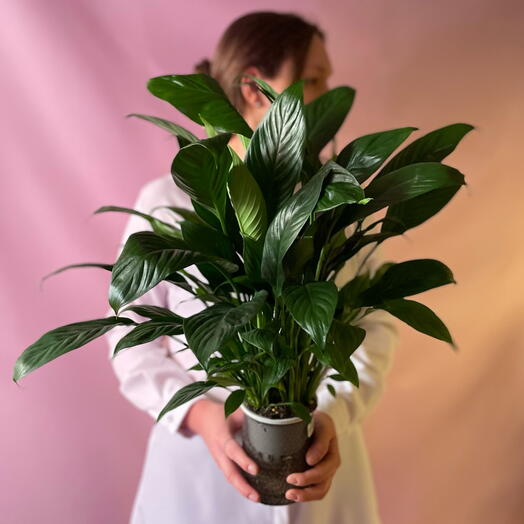 Спатифиллум Peace Lily
