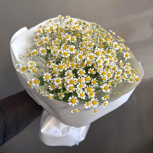 Ромашки кустовые полевые
