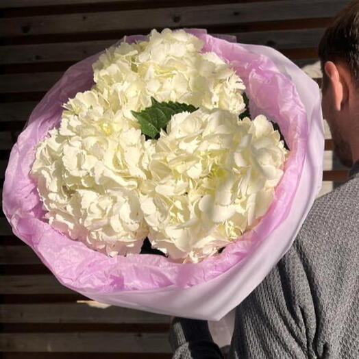 Гортензия белая букет с нежной упаковкой (ВБ3)