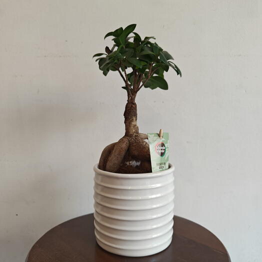 Ficus bonsai M