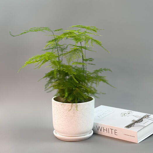 Аспарагус сетацеус комнатный в керамическом горшке