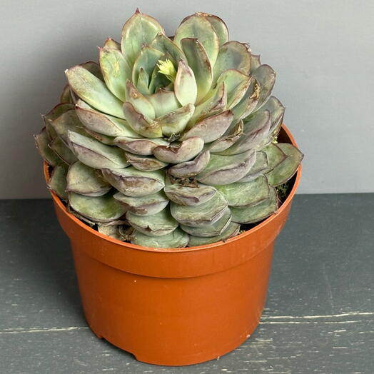 Каменная Роза-эчверия с розовым краем , начинает цвести 🩷