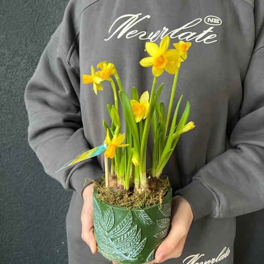 Нарциссы в керамическом горшке