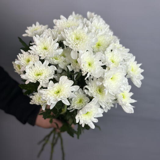 Кустовая хризантема белая в пачке (5 шт)