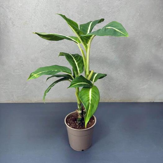 Диффенбахия