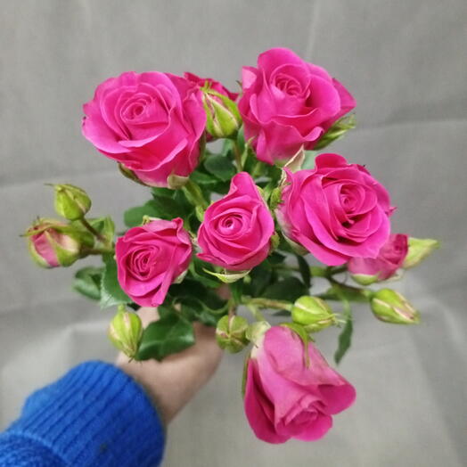 Роза кустовая малиновая