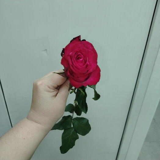 Роза фуксия