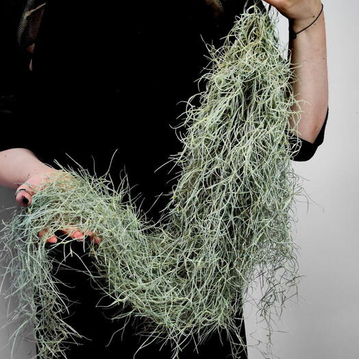 Тилландсия Уснеевидная XL (Tillandsia Usneoides)