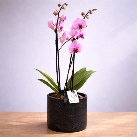 Premium Pink Orchid in a Pot