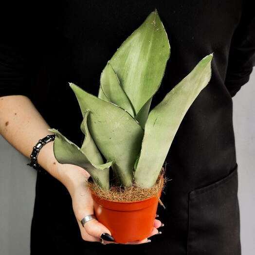 Сансевиерия Муншайн (Sansevieria Moonshine) D9см