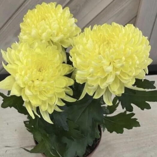 Хризантема в горшке