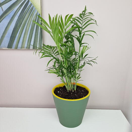 Хамедорея комнатная пальма