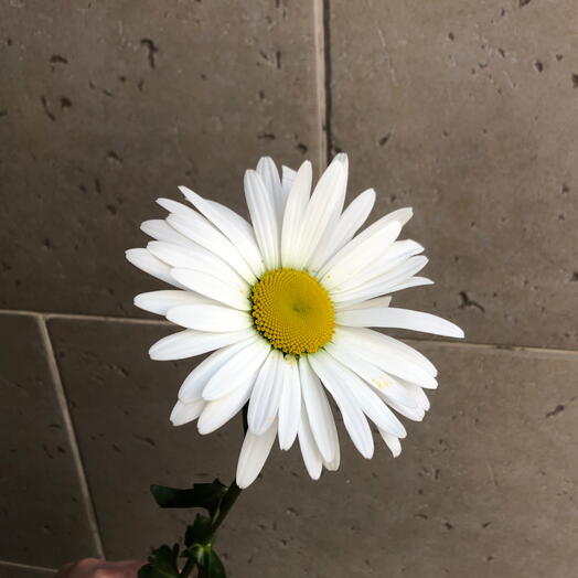 Ромашка 🌼🌼🌼