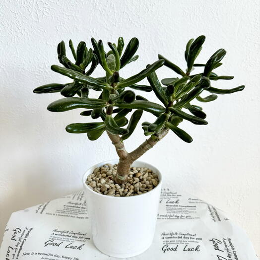 Крассула в белой керамике (денежное дерево с рожками Horn tree