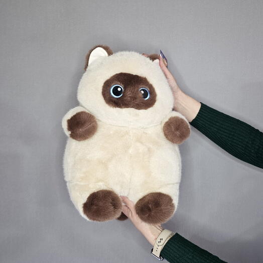 Кот сиамский