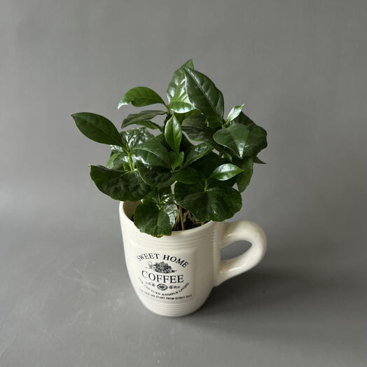 Кофе ARABICA CUPS