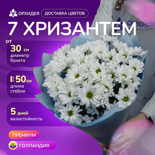 7 Хризантем бакарди белая