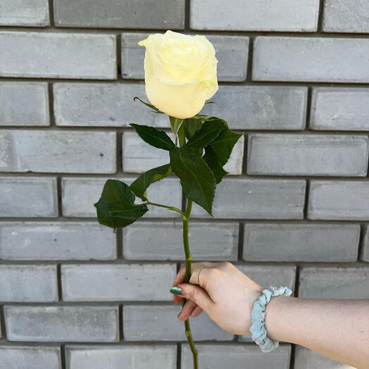 Роза белая Мондиаль