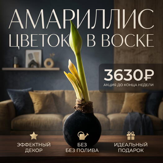Амариллис в воске «Ночной бархат»