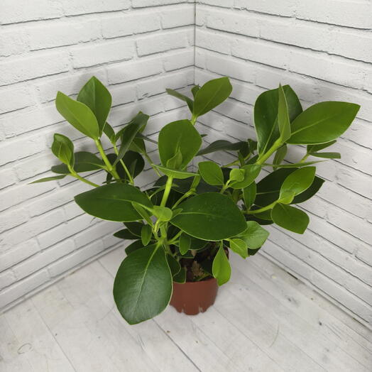 Клузия розеа (лат. Clusia rosea, также известная как клузия розовая )