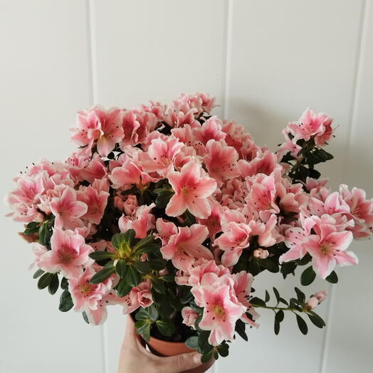 Азалия в горшке