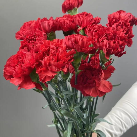 Гвоздика Красная (25 шт)