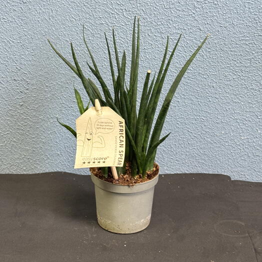 Сансевиерия Bacularis Fernwood Mikado