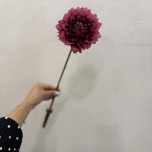 Георгины сезонные цветы 🌹