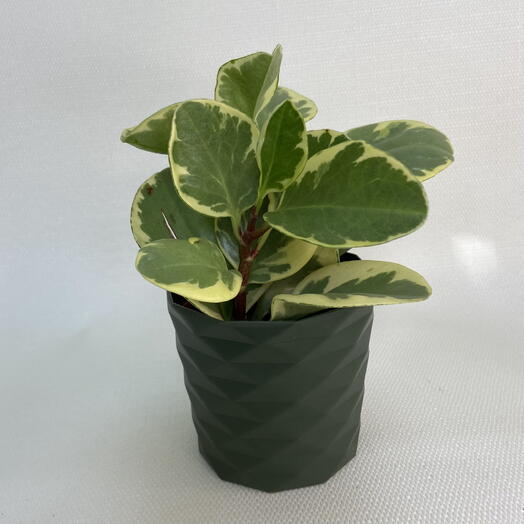Пеперомия туполистная вариегатная / Peperomia obtusifolia variegata