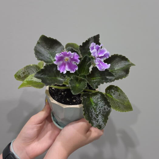 Фиалка куряночка