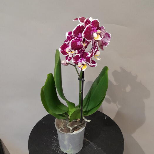 Фаленопсис (Phalaenopsis) с эффектными темно-бордовыми цветками с белой окантовкой и желтой губой