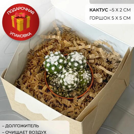 Кактус Эхинопсис Денудатум в подарочной упаковке