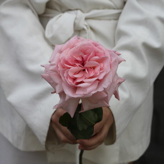 Французская Роза «Pink Oxara»