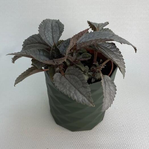 Пилея Спруса Сильвер /Pilea spruceana Silver Tree