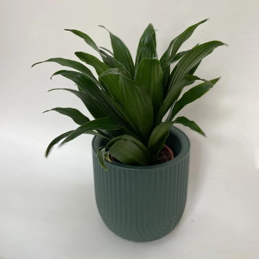 Драцена душистая /Dracaena fragrans