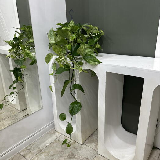 Сциндапсус Marble queen