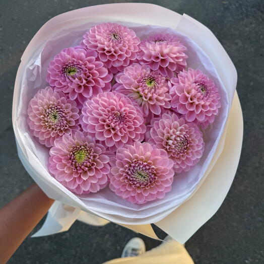 light pink dahlias