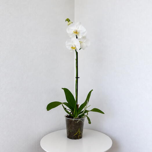 Phalaenopsis White