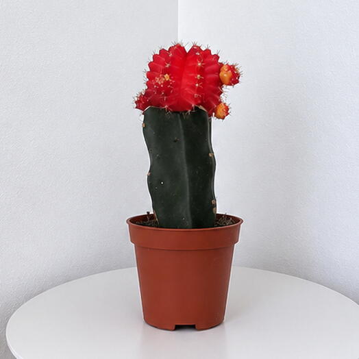 Gymnocalycium mihanovichii – Colorful Moon Cactus