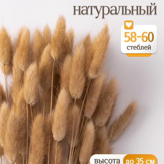 Лагурус натуральный 60 шт. Высший сорт. Высота 25-35 см М231