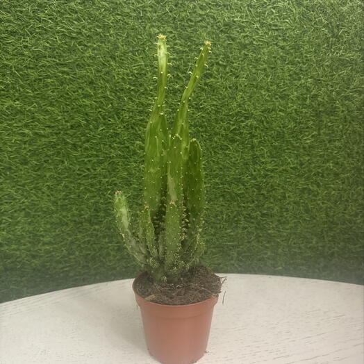Кактус 🌵