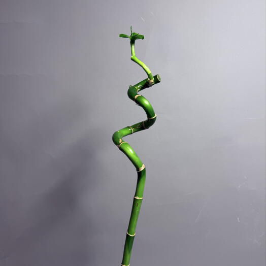 Lucky Bamboo