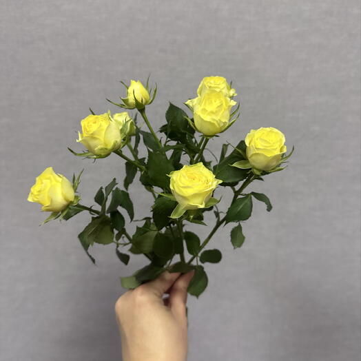 Роза кустовая желтая