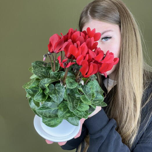 Цветок Цикламен