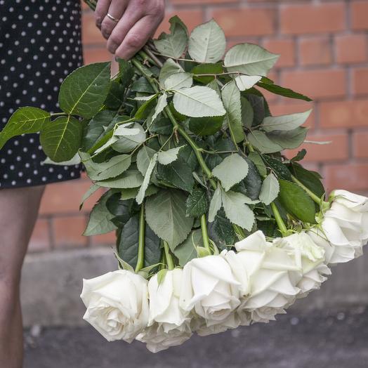51 white rose