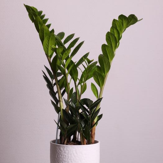 Замиокулькас (Долларовое дерево)