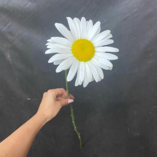 Chamomile