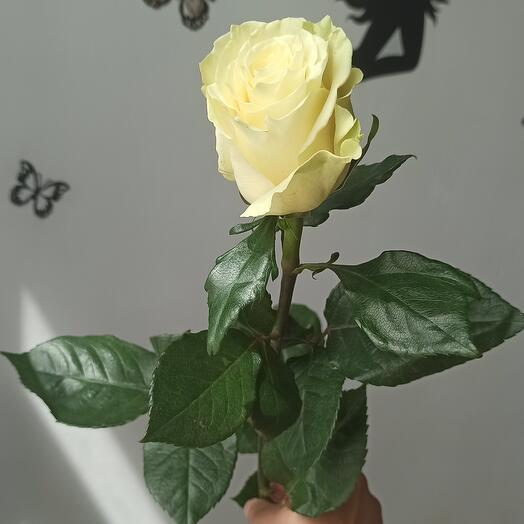 Роза белая "Mondial" 70см