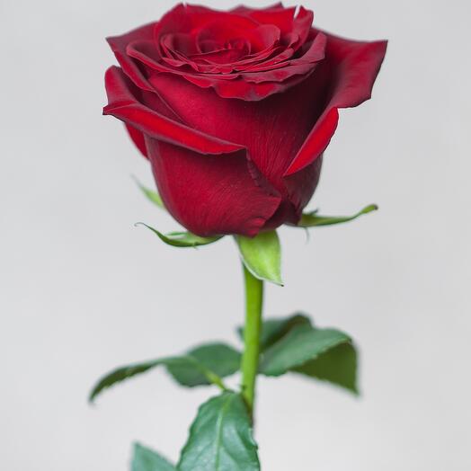 Rosa Explorer 50 cm