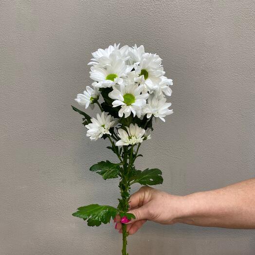 Chrysanthemum bush